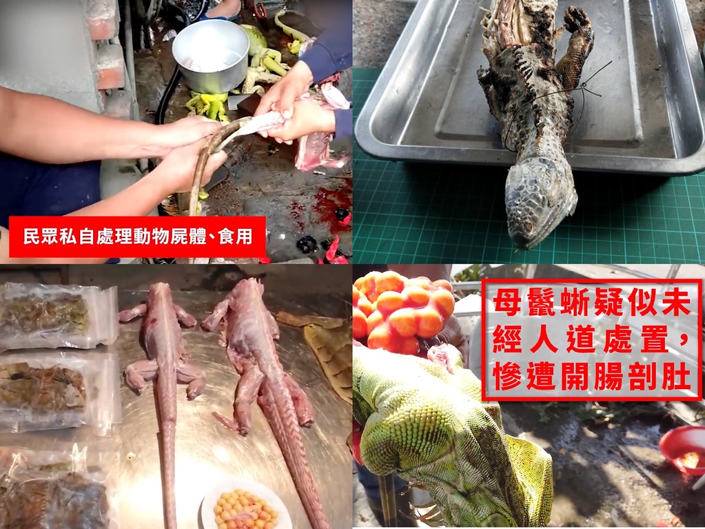 民眾私自處理動物屍體，剝皮、食用，甚至出現虐待動物的情況。（影像來源：台灣動物社會研究會。製圖：王愷立）