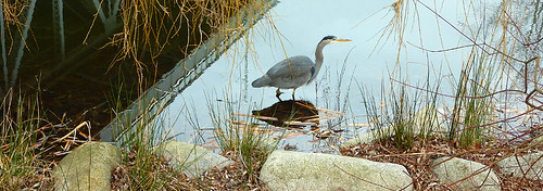 Great Blue Heron in the duck pond on Granville Island, Vancouver