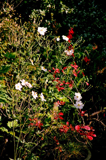 White Flowers and Red Leaves