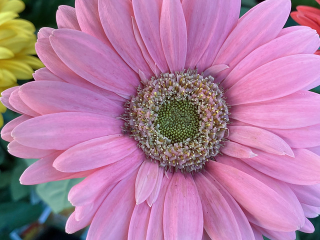 2021_03 Barberton daisy(light pink) | Gerbera  jamesonii | spring summer autumn 00001
