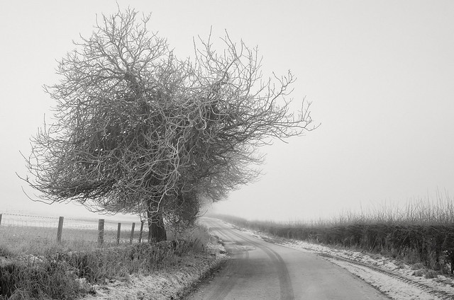 Stringy Chestnut, Old Cleish Road