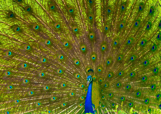 Indian Peafowl