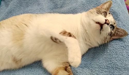 Ozzy, gato cruce siamés muy bueno y cariñoso, esterilizado y nacido en Septiembre´19, en adopción. Valencia. ADOPTADO. 50999170900_813f4d3362