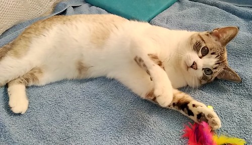 Ozzy, gato cruce siamés muy bueno y cariñoso, esterilizado y nacido en Septiembre´19, en adopción. Valencia. ADOPTADO. 50999172060_6fbdc7fb3f