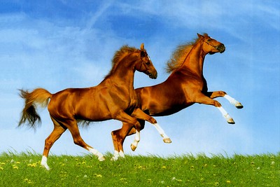 Trotando… caballos que en el viento… #EXPLORE