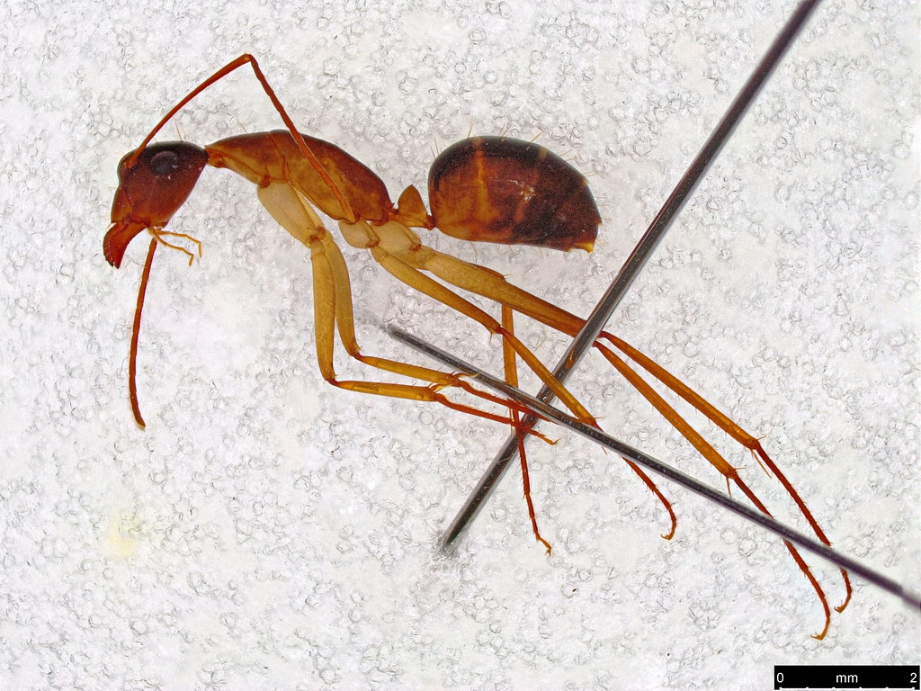 38a - Camponotus claripes Mayr, 1876