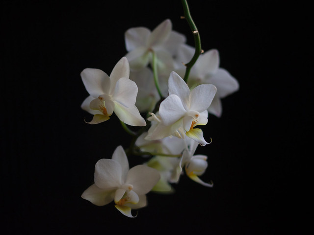 orchidées blanches