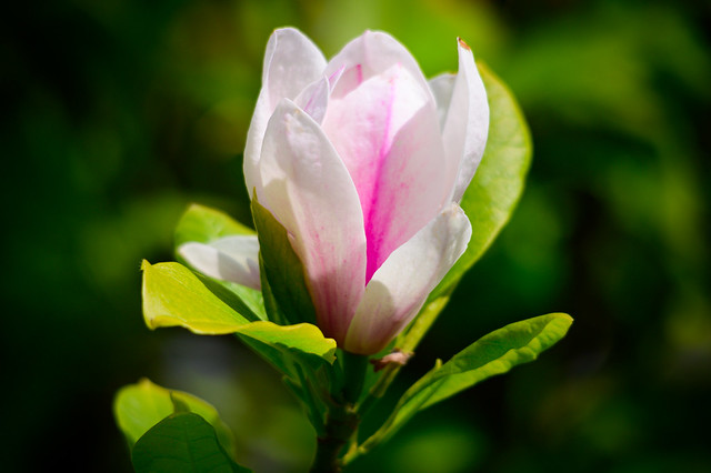 Shining magnolia blossom