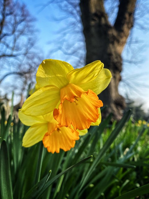 Flowers of Spring in Brompton Cemetery