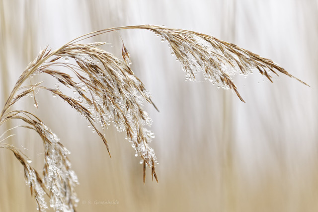 Reed with a filigrain of water drops (in Explore March 3, 2021)