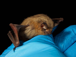 2021 Photo Contest_16 | by North American Bat Monitoring Program