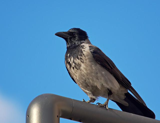 Crow(Corvus cornix)/Vrana