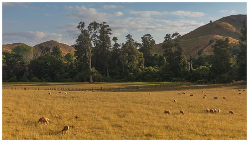 rangiwahia sheep trees hills sunrise farmland