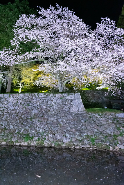 田丸城の夜桜-3