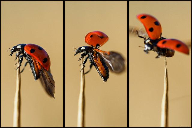 Ladybug in Action!