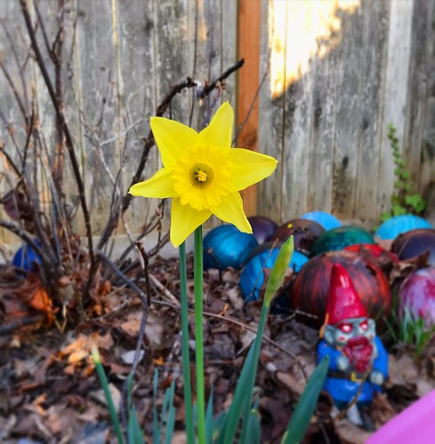 First daffodil in the backyard 💛