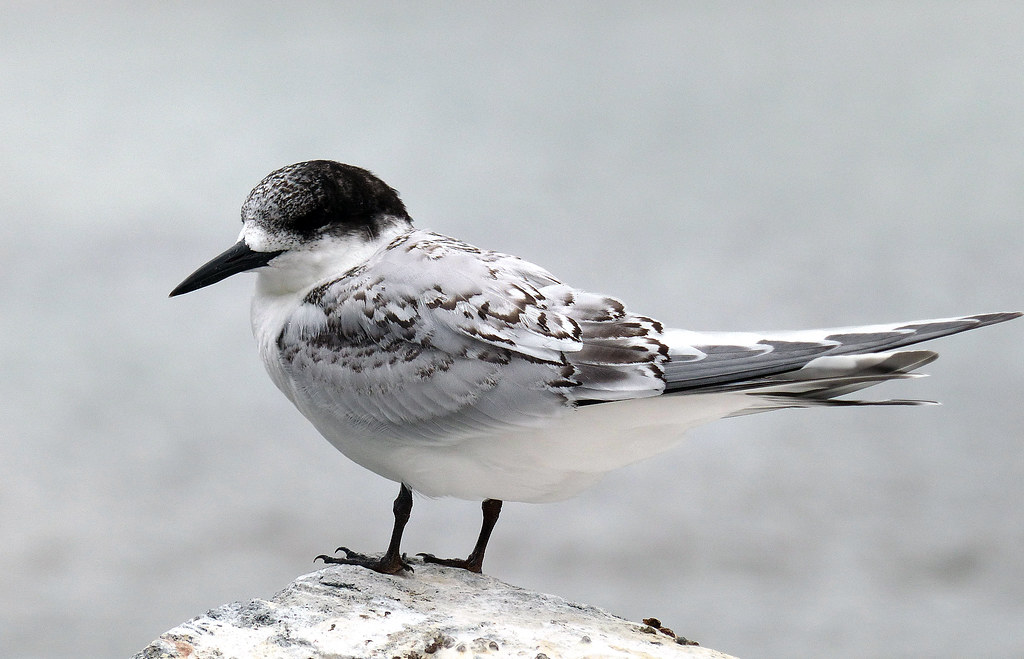 White fronted tern.