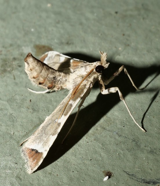 Chookie moth Sceliodes cordalis Spilomelinae Crambidae Mandalay Rainforest Airlie Beach P1245946