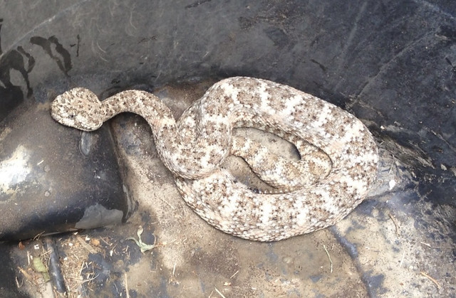 Re-homing speckled rattlesnake