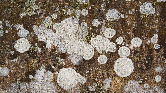 Deconstructing a Florida Landscape. (Lichens).