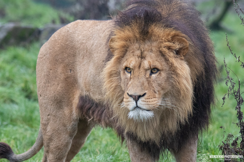 Lion Facts: 25 Facts about Lions that you may not have known before - Lions Are the Only Social Big Cats
