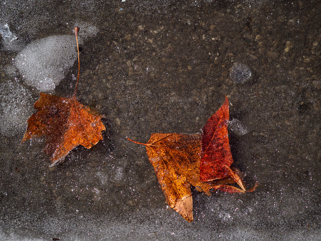 Frozen Leaves