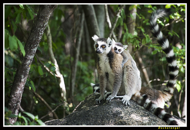 Lémur de cola anillada (Lemur catta), maki de cola  anillada