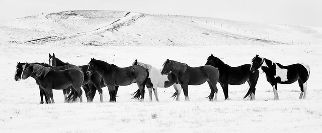 Black and White Fotos of the Whiskey Gap Horses