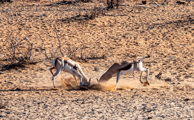 Male springbok testing their strength