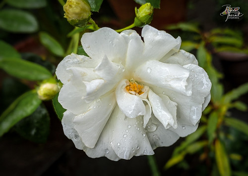 garden keralaindia york rose whiteroseofyork thottakara kerala india flower ottapalam white valuvanadu keralam flowers places binodtherat