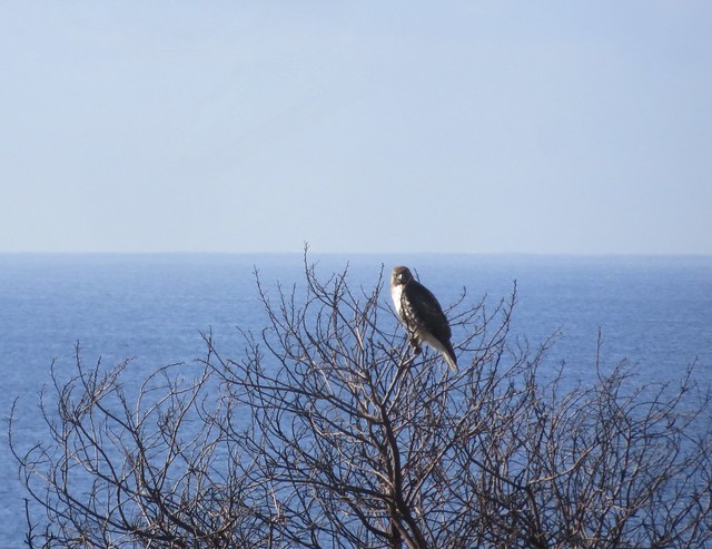 watchful hawk