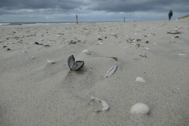 Open shell on a beach