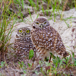 Burrowing owl #2