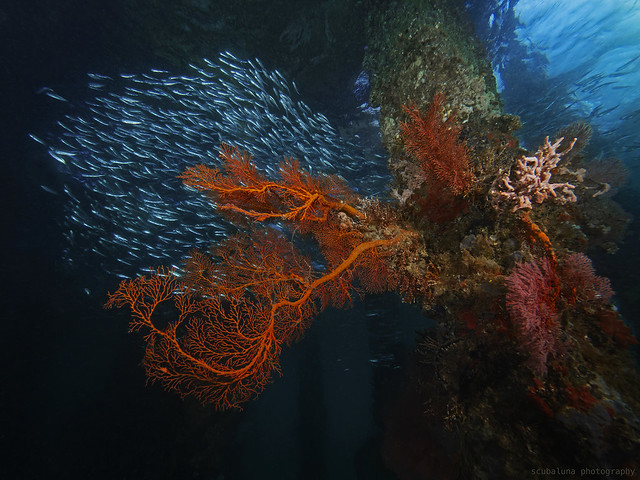 Sea fans and schools of fish