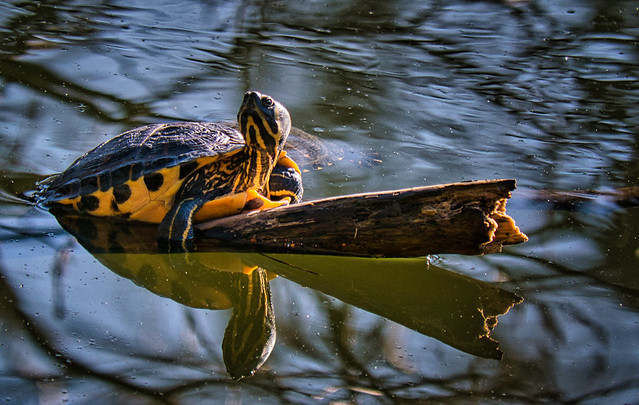 Western Painted Turtle (Chrysemys picta)
