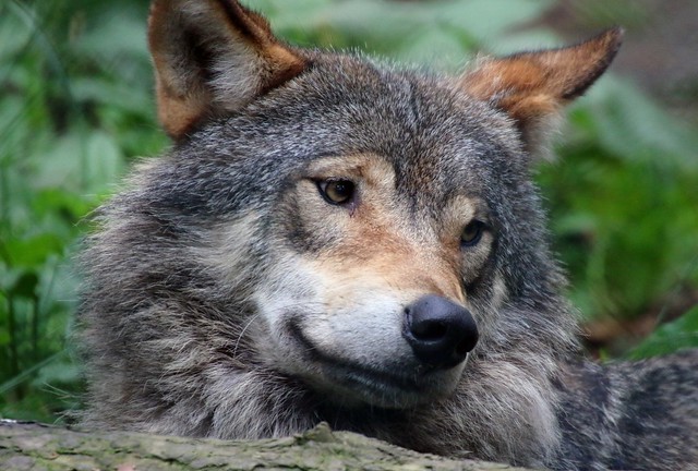 Wolf at RZSS Highland Wildlife Park, Scotland