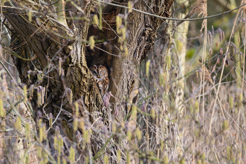 Tawny owl well hidden,