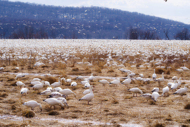 Middle Creek Snow Geese 2021