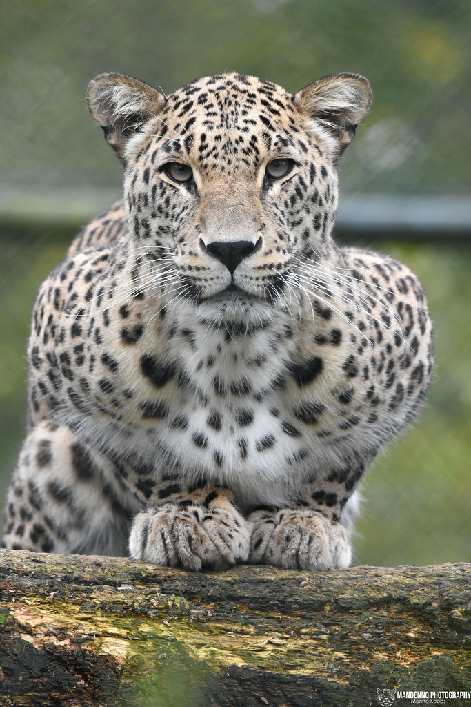 North Persian Leopard - Safaripark Beekse Bergen