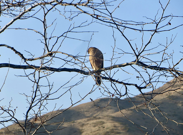 afternoon hawk in legacy park
