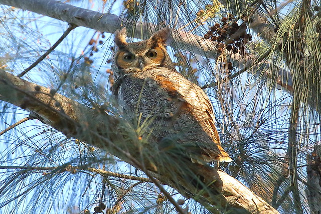 IMG_2558 great horned owl