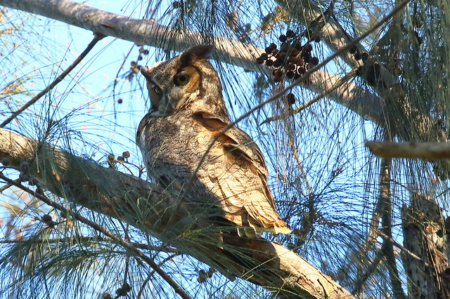 IMG_2538 great horned owl female