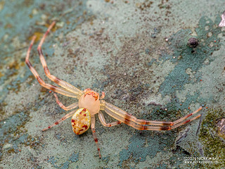 Crab spider (cf. Ebrechtella concinna) - P3205996