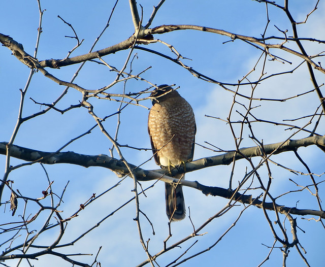 hawk watching the redwing blackbirds in legacy park