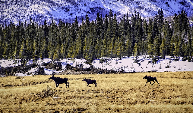 Moose on the run . . .