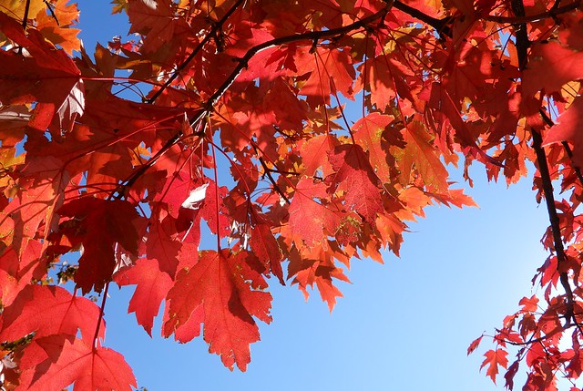 maple leaves against the sky, Biltmore Park, NC 3