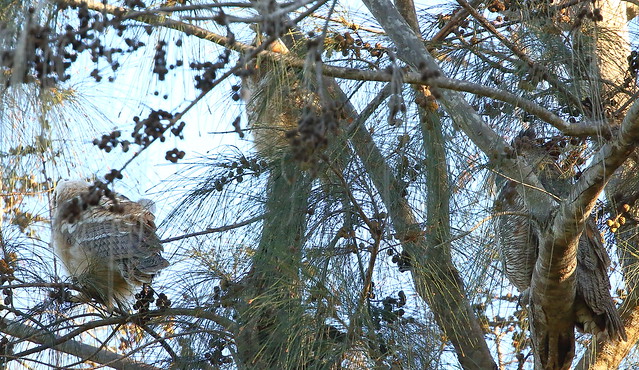 IMG_2567   great horned owl-f- to right- fledglings left