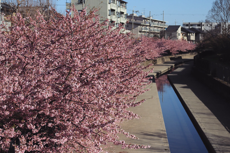 淀の桜