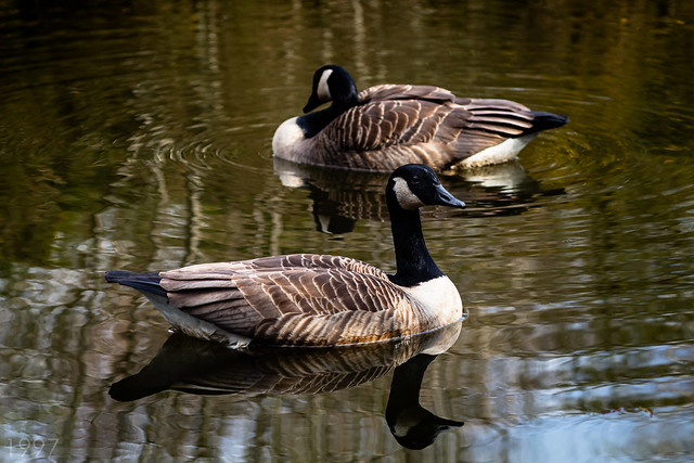 Geese On the Pond 2