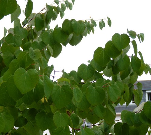 Cercidiphyllum japonicum 2 (11-8-15 Nantes, Isla de Versalles)